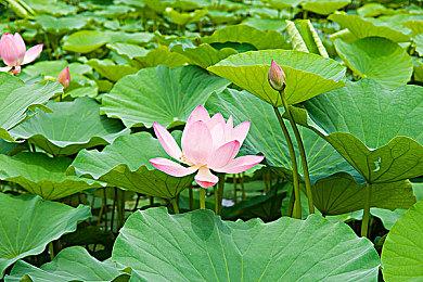 E3：《塞尔达无双》第一弹DLC 6月18日发售